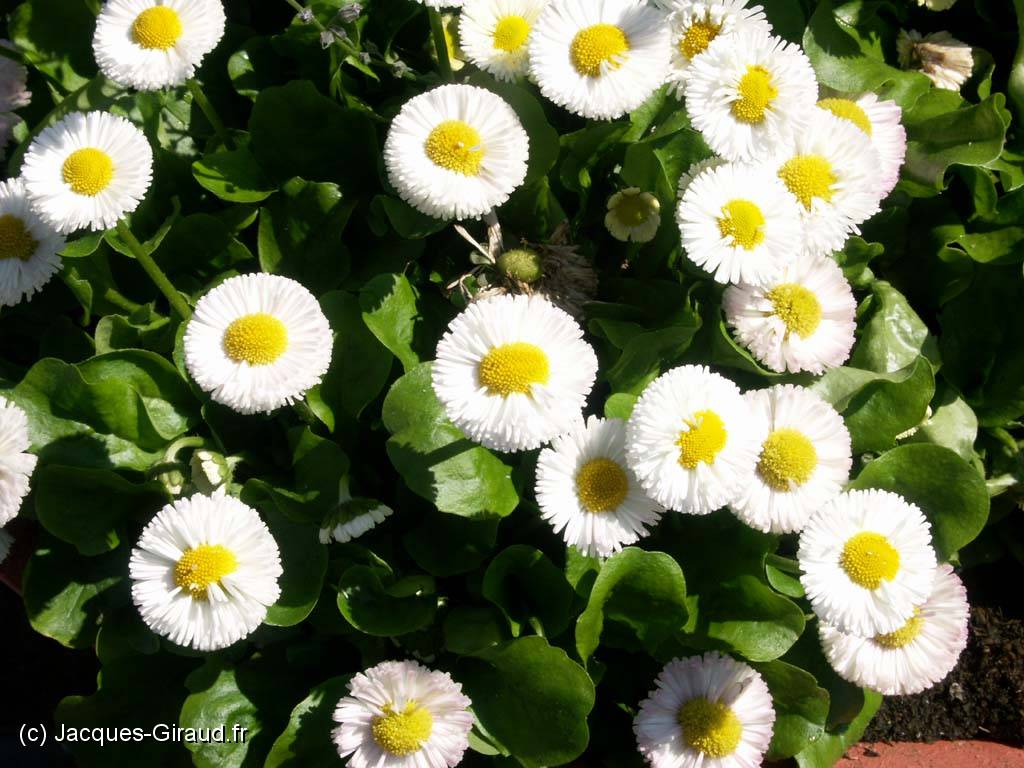 2005-04-22 11-17-42 Europa--Park 94,0mm 1_200_eme F10,0(1024).jpg